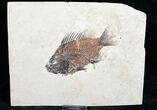 Priscacara Fossil Fish - Great Specimen! #7527-3
